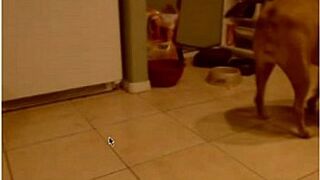 blonde in panties cooks dinner
